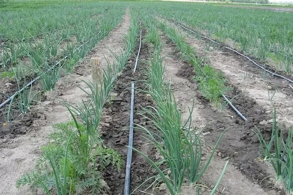 полив лука Альбион