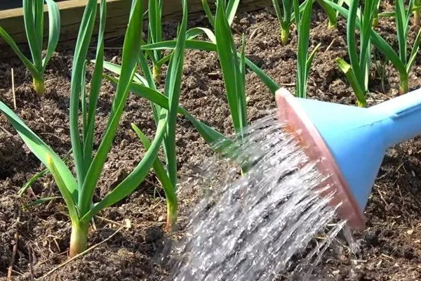 полив лука Альфа