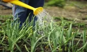 полив лука Деликатес