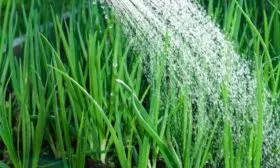 полив лука Глобо