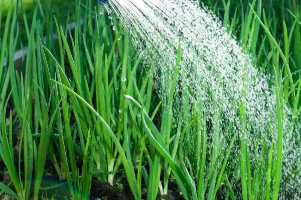 полив лука Глобо