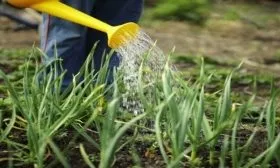 полив лука Кэнди