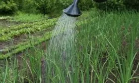 полив лука Лонг Токио