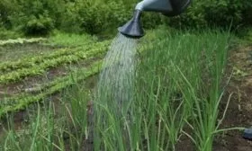 полив лука Лукоморье