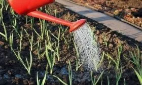 полив лука Монастырский