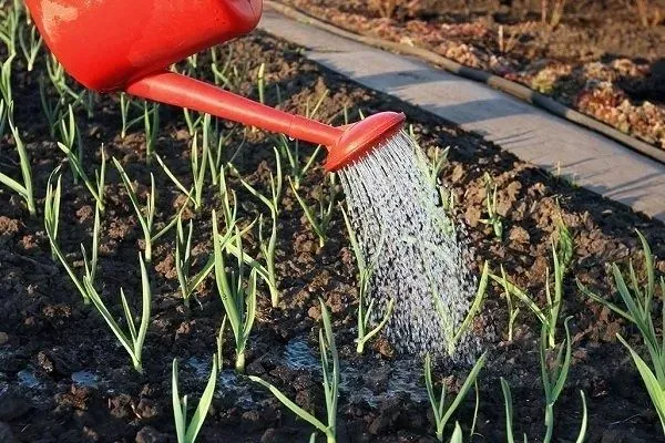 полив лука Монастырский