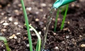 полив лука Олина