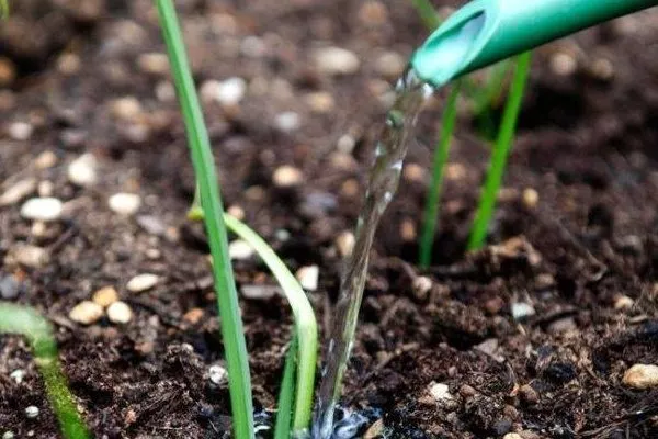 полив лука Олина