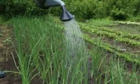 полив лука Русский размер