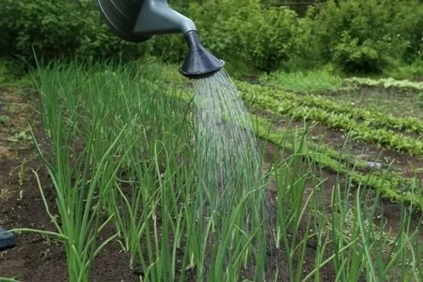 полив лука Русский размер