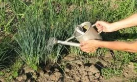 полив лука Русский зимний
