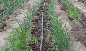 полив лука шекспир под корень по краю грядки