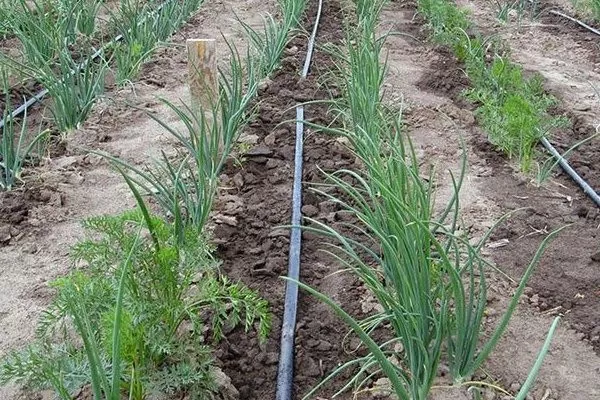 полив лука шекспир под корень по краю грядки