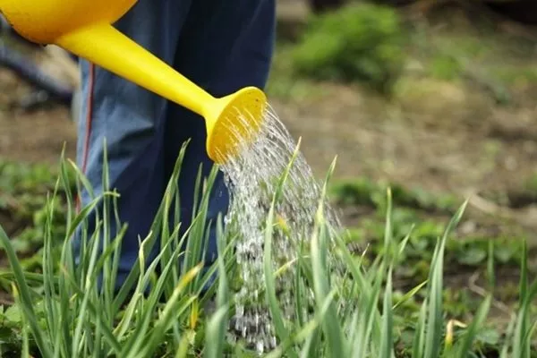 полив лука сорта Сибирский гигант