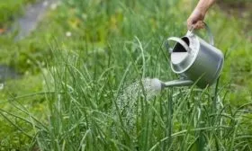 полив лука Трой