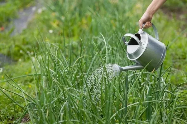 полив лука Трой