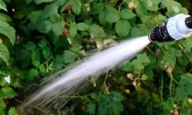 Полив малины