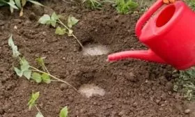 полив малины Изобильной