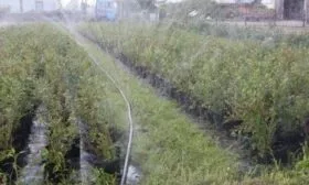 полив малины Красная Гвардия