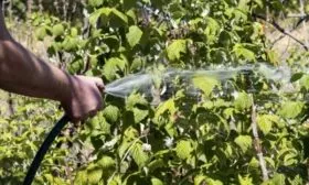 полив малины Самохвал