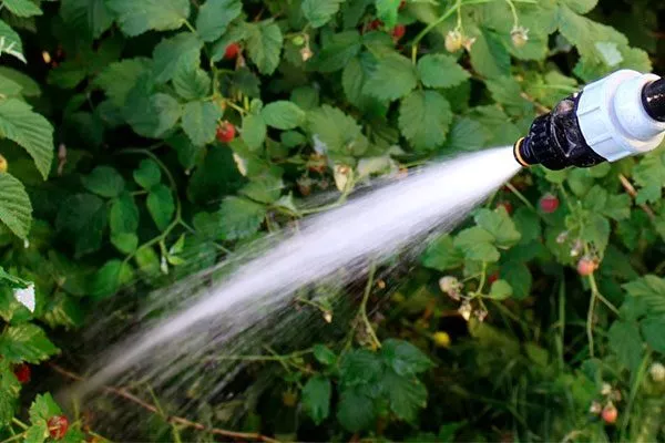 Полив малины