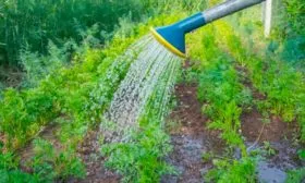 Полив моркови