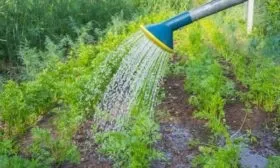 полив моркови Каротель