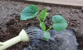 poliv-ogurcov-v-otkrytom-grunte