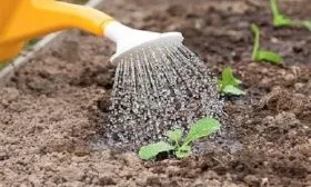 полив огурца Апрельского