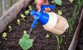 полив огурца сорта Засолочный