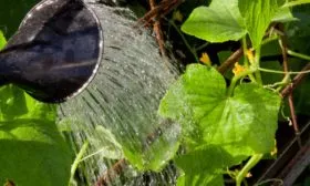 полив огурцов