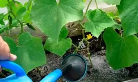 Полив огурцов