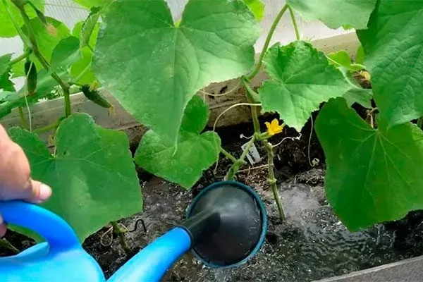 Полив огурцов
