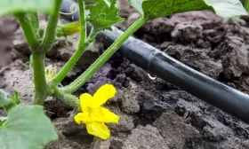 полив огурцов