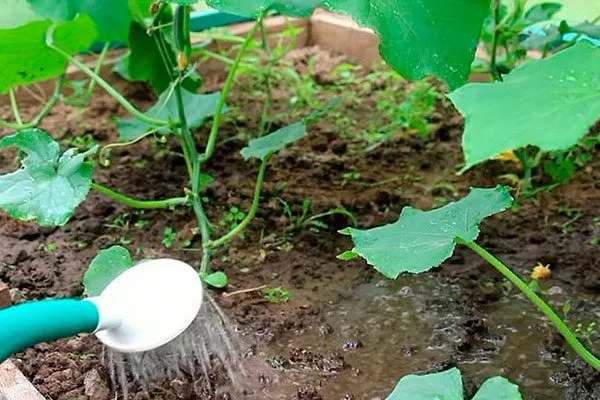 Полив огурцов
