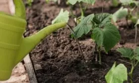 полив огурцов Адам