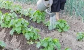 полив огурцов Атос