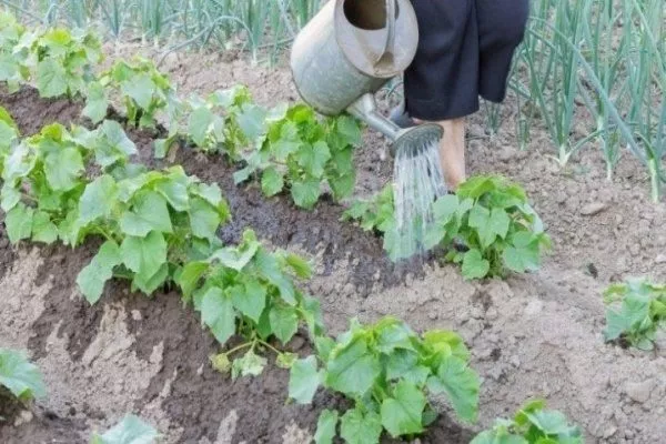 полив огурцов Атос