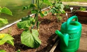 полив огурцов Будь здоров