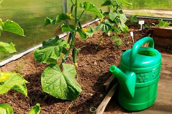 полив огурцов Будь здоров