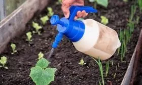 полив огурцов Эстафета