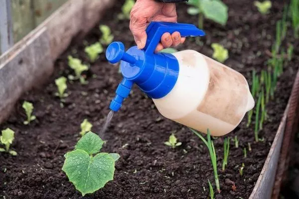 полив огурцов Эстафета