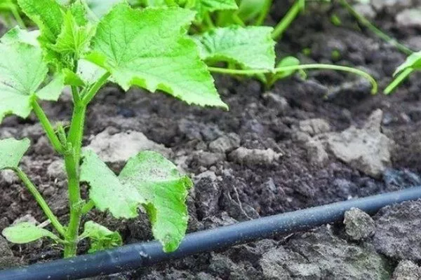 полив огурцов Шоша