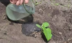 полив огурцов сорта Гном