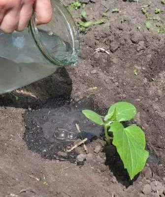 полив огурцов сорта Гном