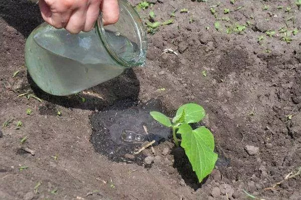 полив огурцов сорта Гном