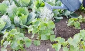 полив огурцов Зятёк