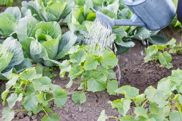 полив огурцов Зятёк