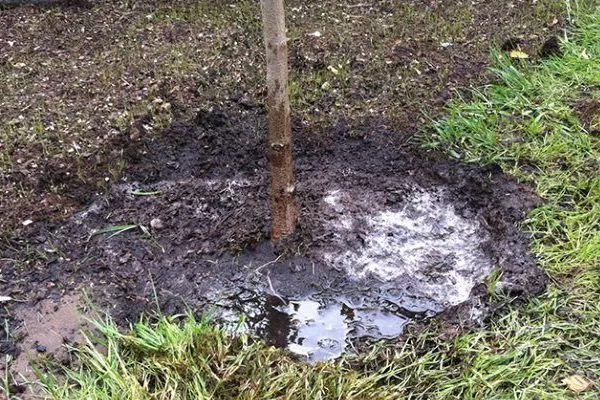 полив персика Белгородского
