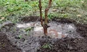 полив персика Харнас